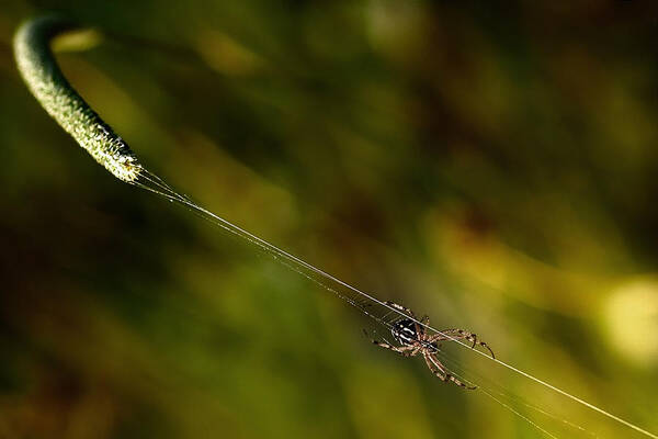 Spider Poster featuring the photograph Catapult. by Antonio Grambone