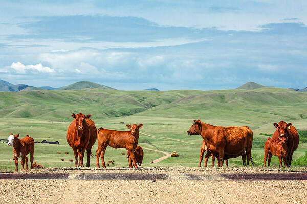 Cows Poster featuring the photograph Cattle Guards by Todd Klassy