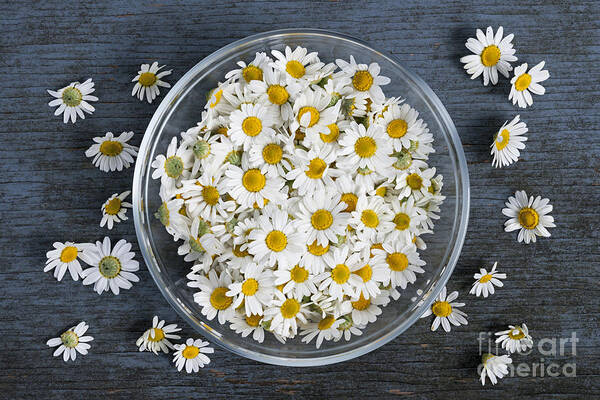 Chamomile Poster featuring the photograph Chamomile flowers in bowl 2 by Elena Elisseeva