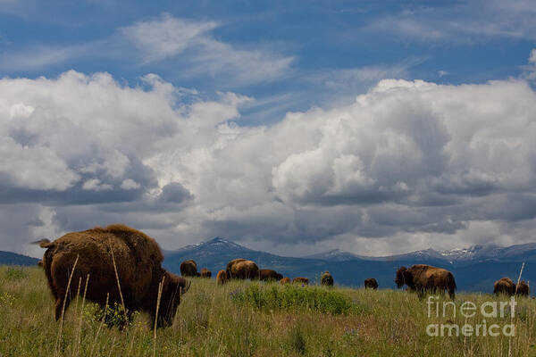 Bison Poster featuring the photograph Charlie Russel Clouds by Katie LaSalle-Lowery