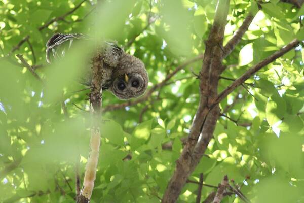 Baby Barred Owl Poster featuring the photograph Checking You Out by Anita Parker