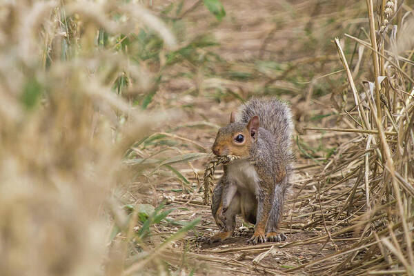 Squirrel Poster featuring the photograph Cheeky by Wendy Cooper