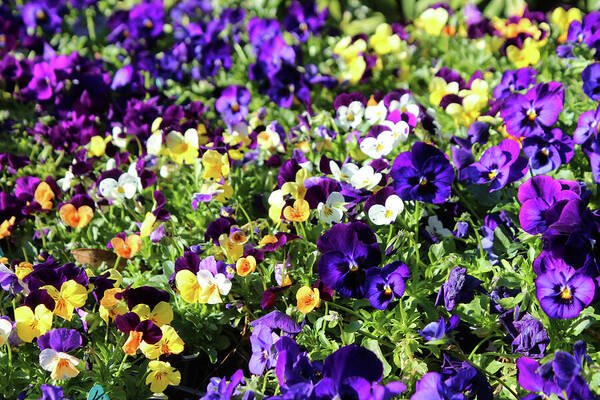 Pansies Poster featuring the photograph Cheerful Pansies by Cynthia Guinn