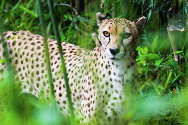 Big Cat Poster featuring the photograph Cheetah by SR Green