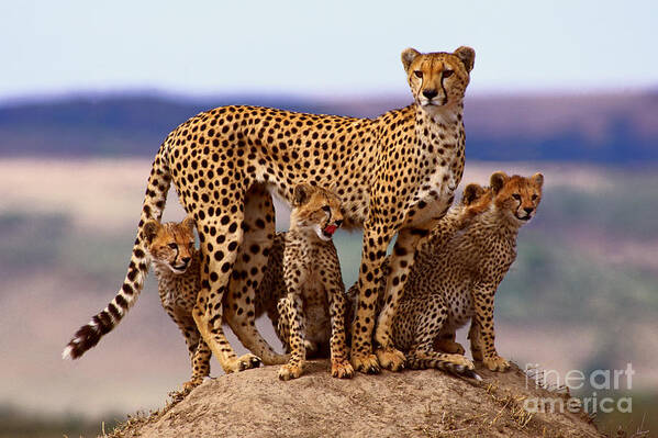 Cheetah Poster featuring the photograph Cheetah With Cubs by Rolf Kpfle