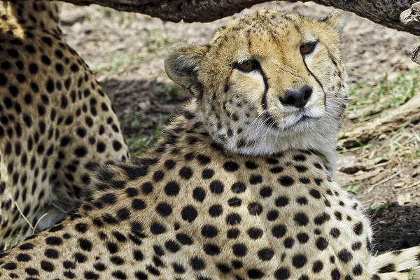 Africa Poster featuring the photograph Cheetahs Resting by Perla Copernik