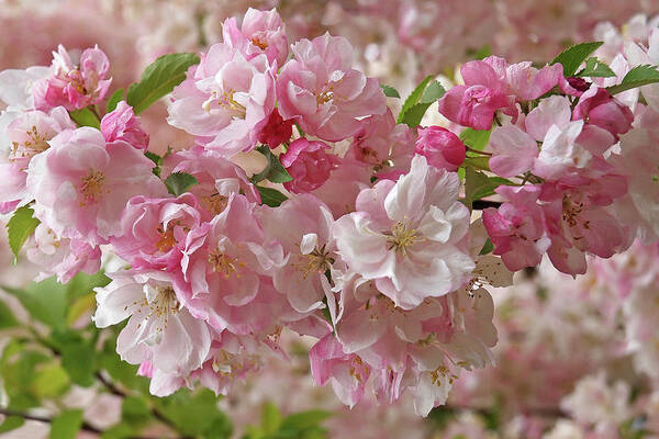 Cherry Blossom Poster featuring the photograph Cherry Blossom Closeup by Gill Billington