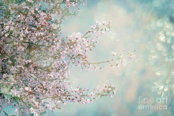 Blossom Poster featuring the photograph Cherry Blossom Dreams by Linda Lees