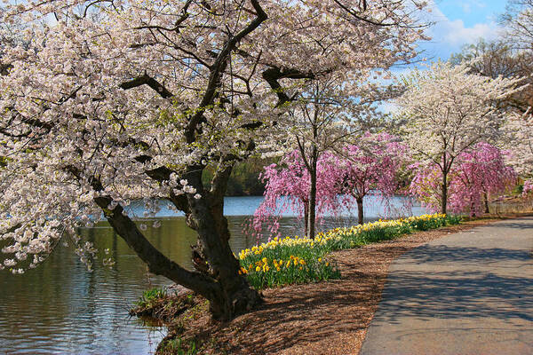 Cherry Blossoms Poster featuring the photograph Cherry Blossom Trees of Branch Brook Park 17 by Allen Beatty