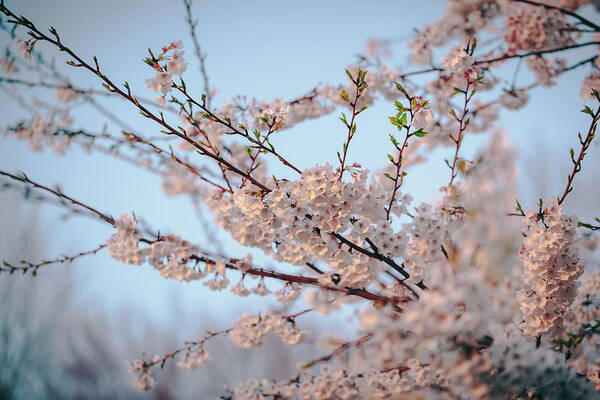 2014 Poster featuring the photograph Cherry Blossoms by Amber Flowers