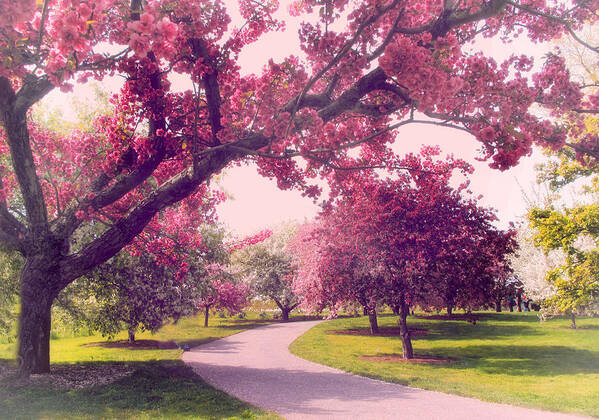 Cherry Trees Poster featuring the photograph Cherry Orchard Charm by Jessica Jenney