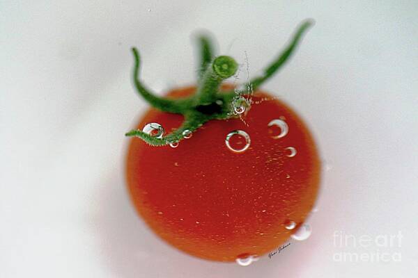 Cherry Tomato Poster featuring the photograph Cherry Tomato in water by Yumi Johnson