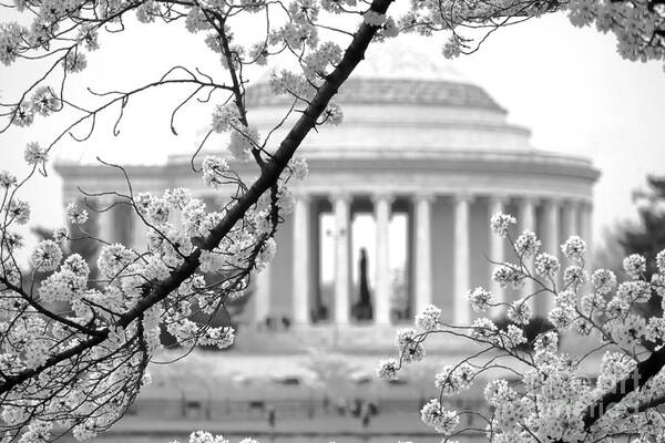 Jefferson Poster featuring the photograph Cherry Tree and Jefferson Memorial Elegance by Olivier Le Queinec