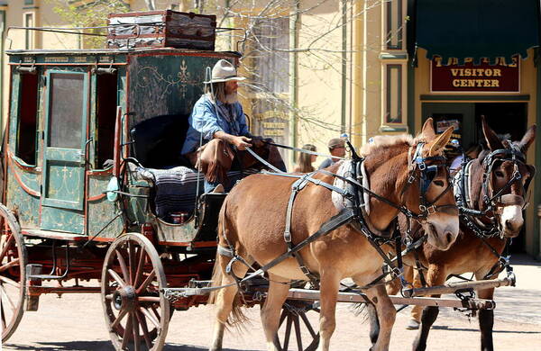 Chestnut Horses Pulling Carriage Poster featuring the photograph Chestnut Horses Pulling Carriage by Colleen Cornelius