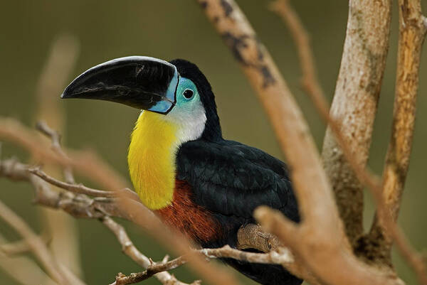 Chestnut Mandibled Toucan Poster featuring the photograph Chestnut Mandibled Toucan by JT Lewis