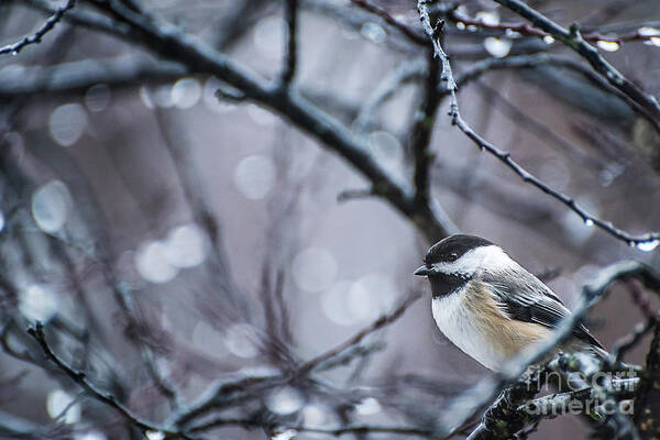 Black-capped Chickadee Poster featuring the photograph Chickadee Rain by Joann Long