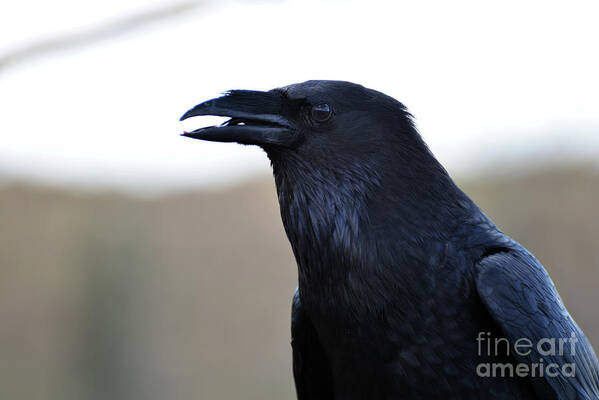 Denise Bruchman Poster featuring the photograph Chihuahua Raven Profile by Denise Bruchman