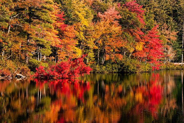 Little Pond Poster featuring the photograph Chocorua pond in fall foliage by Jeff Folger