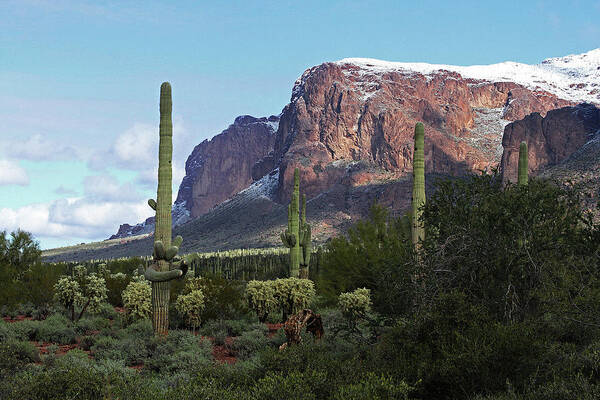 Cholla Saguaro Superstition Mountain Poster featuring the photograph Cholla Saguaro Superstition Mountain by Tom Janca