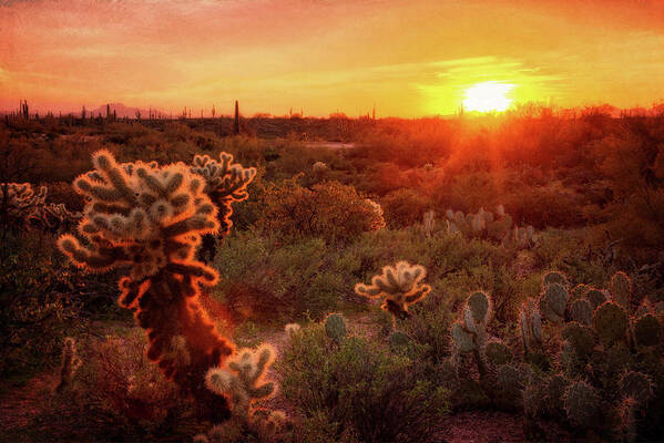 Cholla Sunset Poster featuring the photograph Cholla Sunset in the Sonoran by Saija Lehtonen