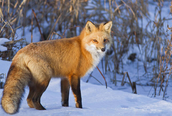 Animal Poster featuring the photograph Christmas Fox by Mircea Costina Photography