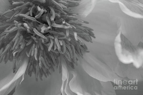 Photo Poster featuring the photograph Chrysanthemum Macro Black and White by Martin Valeriano