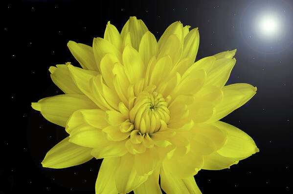 Chrysanthemum Poster featuring the photograph Chrysanthemum Star by Terence Davis