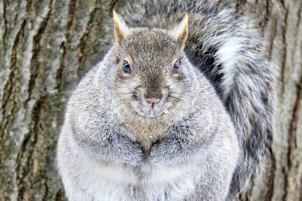 Squirrel Poster featuring the photograph Chubby Squirrel by Brook Burling
