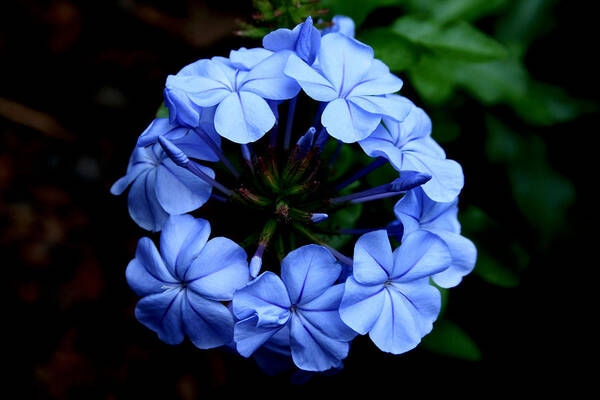 Blue Poster featuring the photograph Circle of Life by Doug Norkum