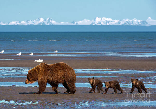 Alaskan Brown Bears Poster featuring the photograph Clamming Trip by Aaron Whittemore