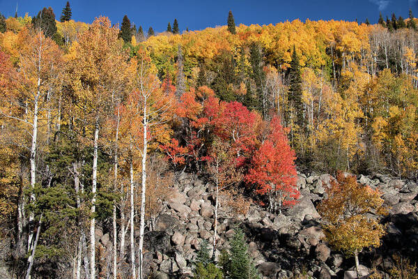 Fall Colors Poster featuring the photograph Clash of Fall Colors by Tony Hake