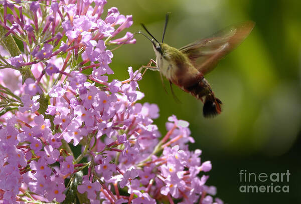 Hummingbird Clearwing Poster featuring the photograph Clearwing Pink by Randy Bodkins