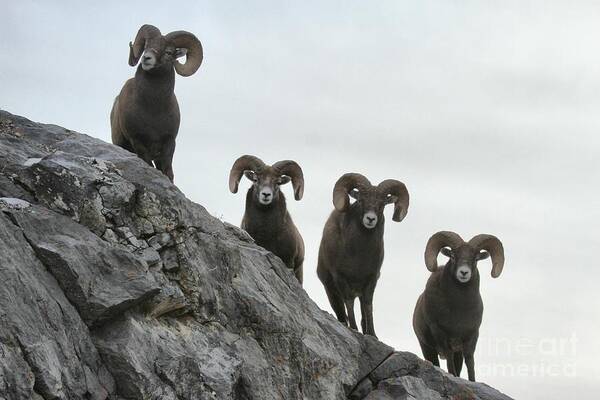 Bighorn Sheep Poster featuring the photograph Cliff Walkers by Adam Jewell