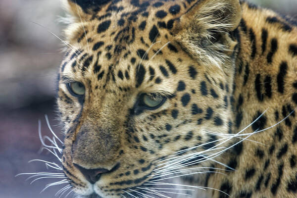 Leopard Poster featuring the photograph Close up of Leopard by Peter Ponzio