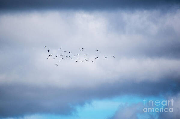 Ducks Poster featuring the photograph Clouds and Ducks by Cheryl McClure