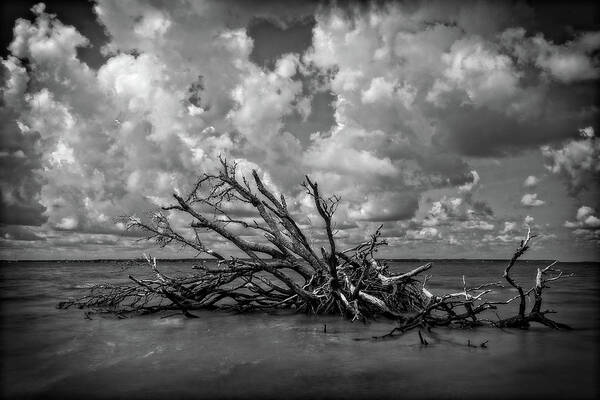 Driftwood Poster featuring the photograph Clouds Trees Water by Alan Raasch