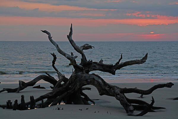 Jekyll Island Poster featuring the photograph Cloudy Sunrise on Jekyll Island's Driftwood Beach by Bruce Gourley
