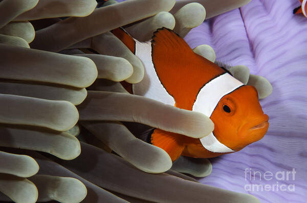 Osteichthyes Poster featuring the photograph Clown Anemonefish, Indonesia by Todd Winner