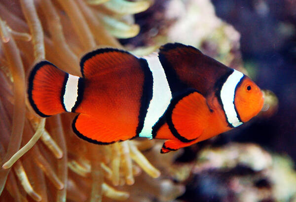 Aquatic Poster featuring the photograph Clownfish by Kathleen Stephens