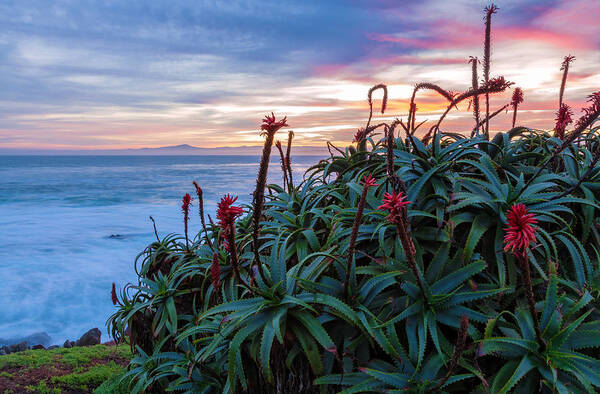 Landscape Poster featuring the photograph Coastal Aloes by Jonathan Nguyen