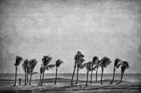 Palm Poster featuring the photograph Coastal Winds by Evelina Kremsdorf