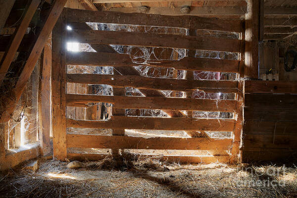 Cobwebs Spider Web Spiderweb Gate Barn Farm Poster featuring the photograph Cobwebs on the Gate by Ken DePue