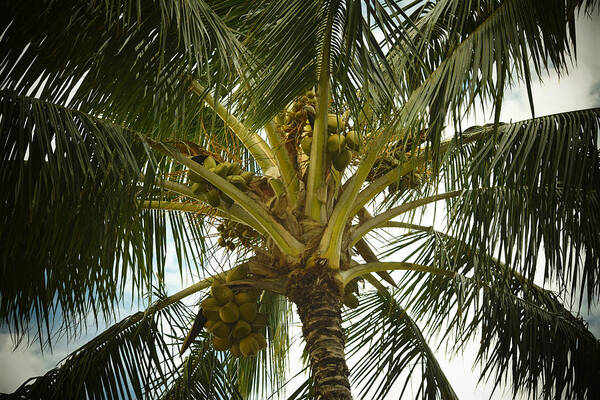 Coconut Palm Poster featuring the photograph Coconut Palm by Frank Wilson