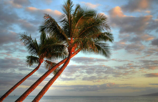 Coconut Palms Poster featuring the photograph Coconut Palms by Kelly Wade