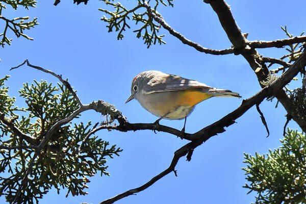 Bird Poster featuring the photograph Coima Warbler by Alan Lenk