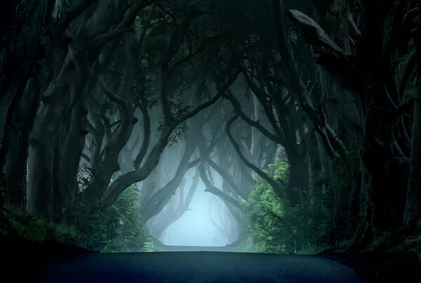 Ireland Poster featuring the photograph Cold and blue morning at Dark hedges by Jaroslaw Blaminsky