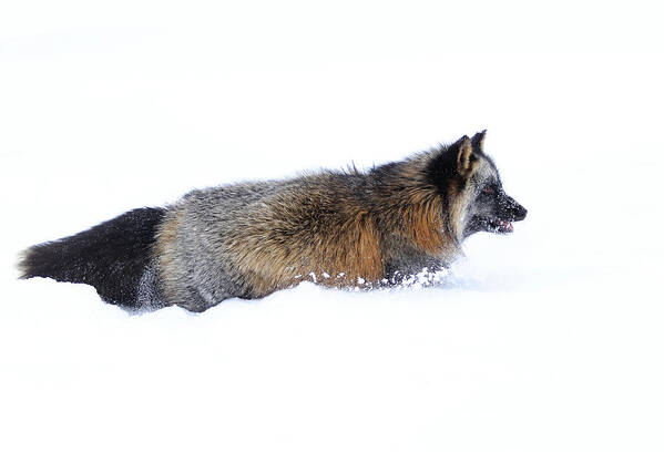 Fox Poster featuring the photograph Cold Fox by Steve McKinzie