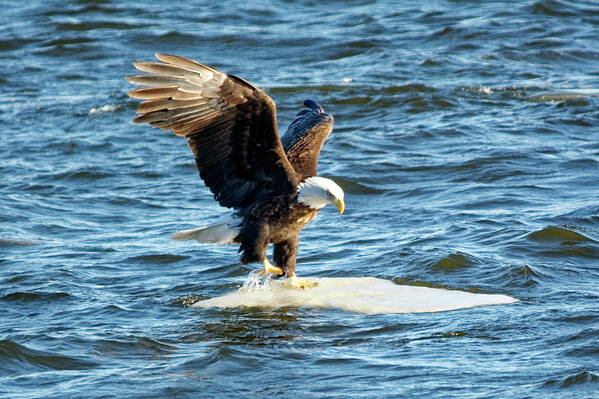 Bald Eagle Poster featuring the photograph Cold Landing by Peter Ponzio
