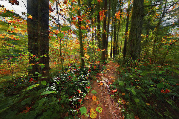 Leaves Poster featuring the photograph Color Explosion by John Christopher