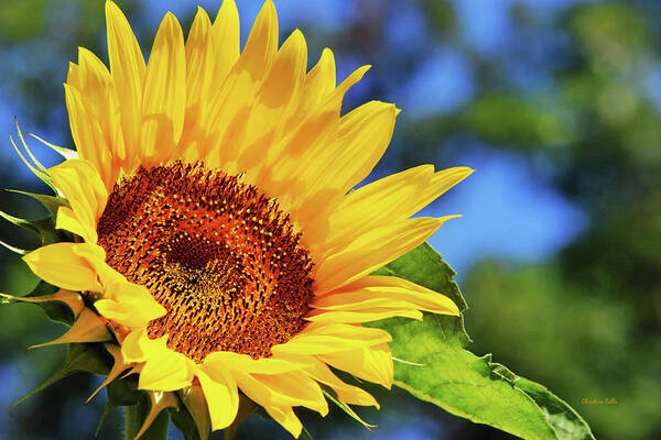 Sunflower Poster featuring the photograph Color Me Happy Sunflower by Christina Rollo